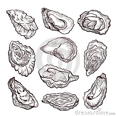 Oyster sea shellfish sketch, pencil drawing set Vector Illustration