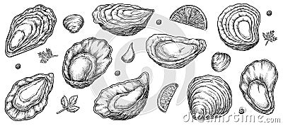 Sea oyster shell sketch isolated set on white Cartoon Illustration