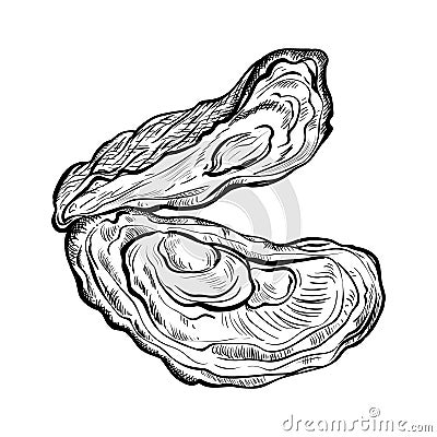 Oyster shell. Engraved style. Isolated on white background. Vector Illustration