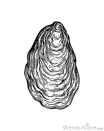 Oyster shell ink sketch. Vector Illustration