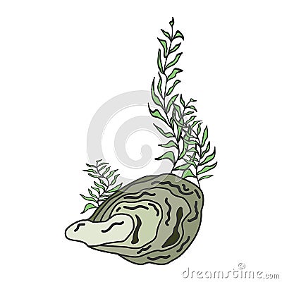 Oyster shell isolated on white background. Vector Illustration