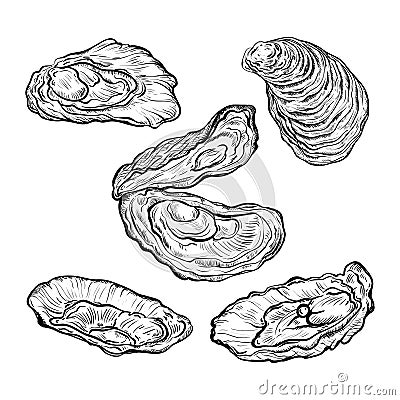 Oyster shell set. Engraved style. Isolated on white background. Vector Illustration