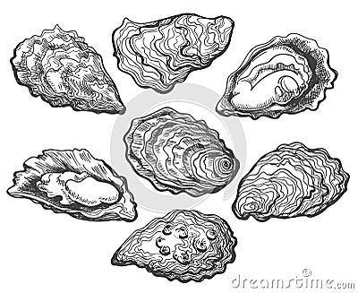 Oyster shell set Vector Illustration