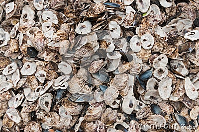 Oyster shells Stock Photo
