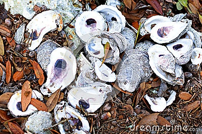 Louisiana Oyster Shells Stock Photo