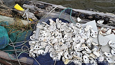 Louisiana Oyster Shells Stock Photo