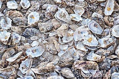 Oyster shells that have been discarded Stock Photo