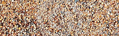Oyster shells in huge numbers, the background of the nature of the sea coast Stock Photo