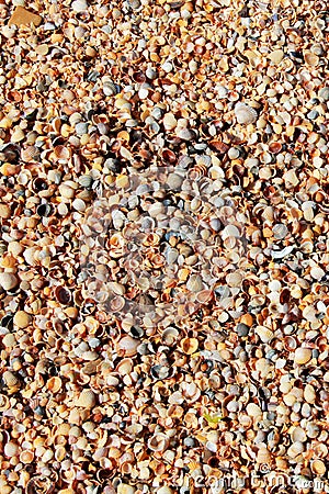 Oyster shells in huge numbers, the background of the nature of the sea coast Stock Photo