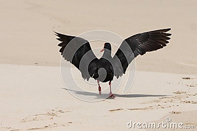 Oystercatcher Bird Landing Stock Photo