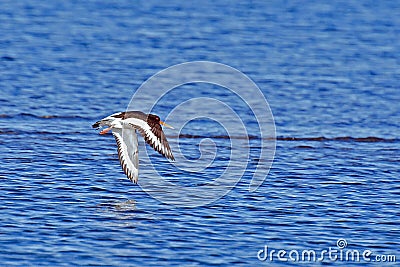 Oystercatcher, Haematopus palliatus Stock Photo