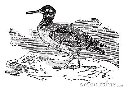 Oystercatcher, vintage engraving Vector Illustration