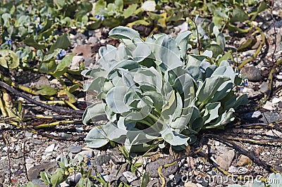 Oysterleaf plant. Stock Photo