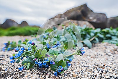 Oysterplant - Mertensia maritima Stock Photo