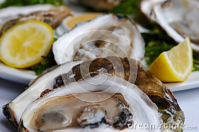 Oysters Stock Photo