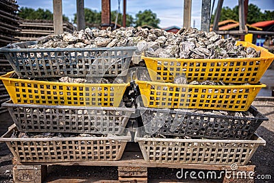 Oysters baskets in the port of La Teste, Bassin d`Arcachon, France Editorial Stock Photo