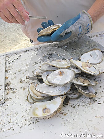 Oysters Freshly Shucked Stock Photo