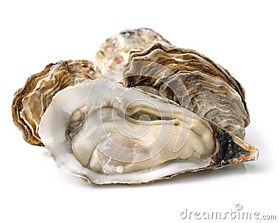 Oysters isolated Stock Photo