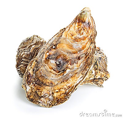 Oysters isolated on a white Stock Photo