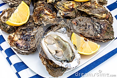 Oysters Stock Photo