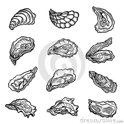 Oysters scallops shellfishes clam bivalve mollusks hand drawn set. Seafood exotic meal delicacy Cartoon Illustration