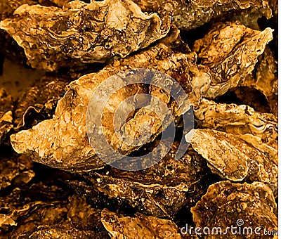 Oysters in shell Illustrated Stock Photo
