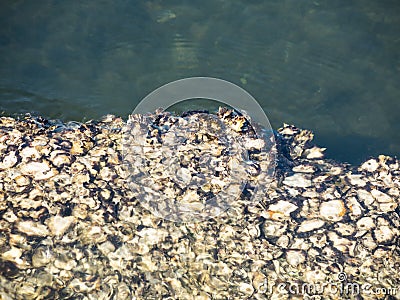 Oysters shell on the ocean rock. Stock Photo