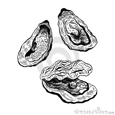 Oysters vintage vector set. Vector Illustration