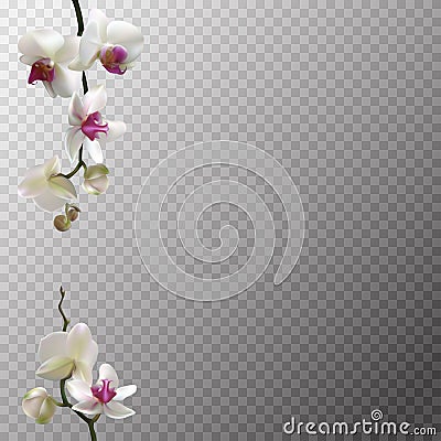 White orchids. Beautiful exotic flowers. Tropical background. Petals. Flower pattern. Pearls. Jewelry. Vector Illustration