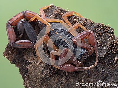 P1010125 Centruroides gracilis, Florida bark scorpion, on bark cECP 2020 Stock Photo