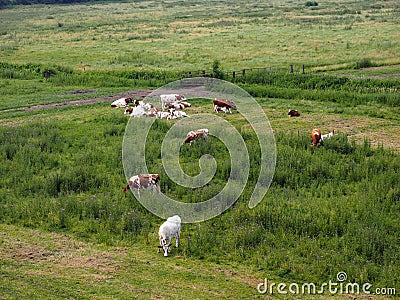 Cows in a meadow Stock Photo