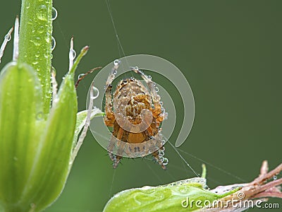 P1010081 cross orbweaver spider, Araneus diadematus covered in water droplets,Boundary Bay, Delta cECP 2020 Stock Photo