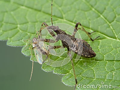 P1010064 damsel bug Hoplistoscelis heidemanni feeding on a nonbiting midge chironomid cECP 2020 Stock Photo