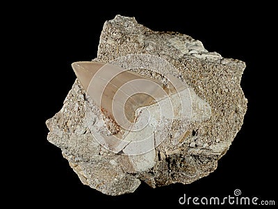 P1010003 Fossil giant extinct mackerel shark tooth, Otodus obliquus, in stone matrix, isolated cECP 2020 Stock Photo