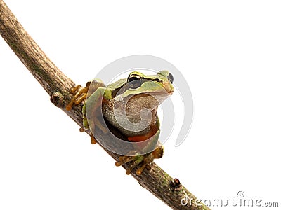 P5180102 Pacific tree frog on branch, Pseudacris regilla, isolated cECP 2013 Stock Photo