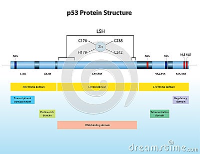 P53 protein structure Stock Photo