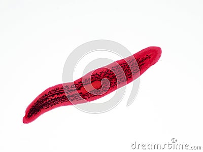 P1040701 stained specimen of a planaria flatworm with digestive tract in black, cECP 2023 Stock Photo
