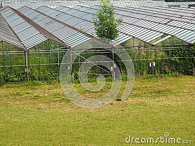 Old Horticultural Greenhouse in Haaften, Netherlands Stock Photo