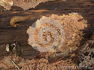 P1010232 wrinkled crust fungus, Phlebia radiata, on decaying tree trunk, cECP 2024 Stock Photo