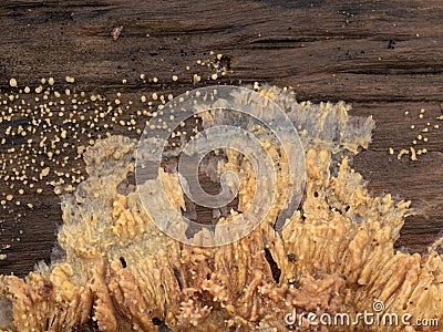 P1010234 wrinkled crust fungus, Phlebia radiata, on rotting wood, cECP 2024 Stock Photo