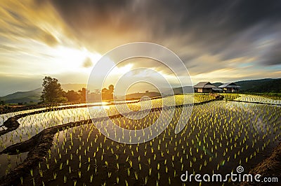 Pa Pong Piang Rice fields on terraced in mountain Stock Photo