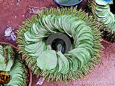 Stack of Betel leaves, stimulant Stock Photo