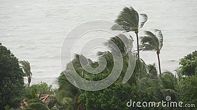 Pabuk typhoon, ocean sea shore, Thailand. Natural disaster, eyewall hurricane. Strong extreme cyclone wind sways palm trees. Stock Photo