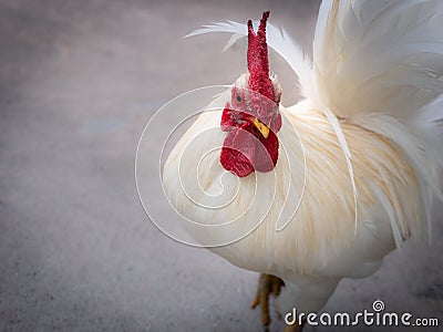 The Pace of The Bantam Stock Photo