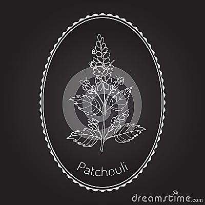 Pachouli - aromatic and medicinal plant Vector Illustration