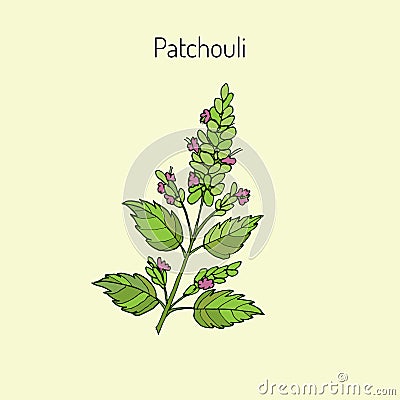 Pachouli - aromatic and medicinal plant Vector Illustration