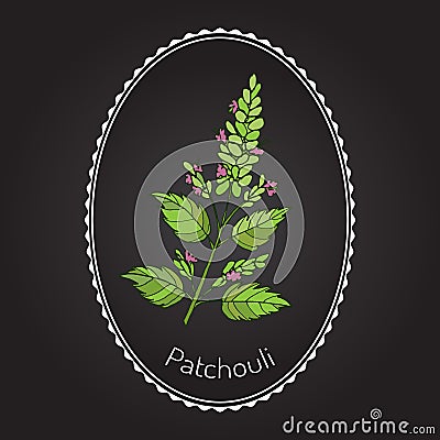 Pachouli - aromatic and medicinal plant Vector Illustration