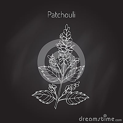 Pachouli - aromatic and medicinal plant Vector Illustration