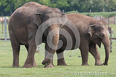 Pachyderm Humour Stock Photo