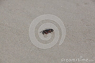 A Pachygrapsus crassipes Striped Shore Crab Scuttles on the Venice Beach Sand Stock Photo